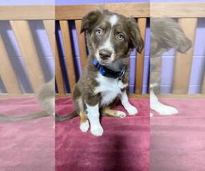 Australian Shepherd-Unknown Mix Dogs for adoption in Genesee, WI, USA