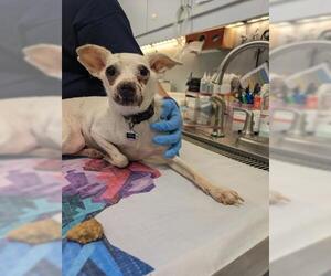 Chihuahua Dogs for adoption in Bakersfield, CA, USA