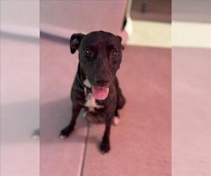 American Pit Bull Terrier Dogs for adoption in Sacramento, CA, USA