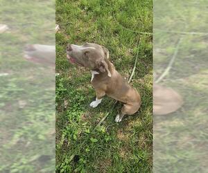 American Staffordshire Terrier-Unknown Mix Dogs for adoption in San Antonio, TX, USA