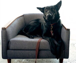 German Shepherd Dog Dogs for adoption in Rancho Cucamonga, CA, USA