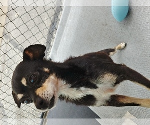 Chihuahua-Unknown Mix Dogs for adoption in Tacoma, WA, USA