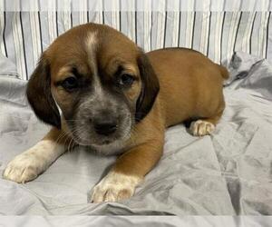Australian Cattle Dog-Unknown Mix Dogs for adoption in Modesto, CA, USA