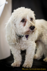 Havanese Dogs for adoption in north little rock, AR, USA