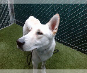 Siberian Husky-Unknown Mix Dogs for adoption in Downey, CA, USA