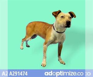 Box heeler Dogs for adoption in Stockton, CA, USA