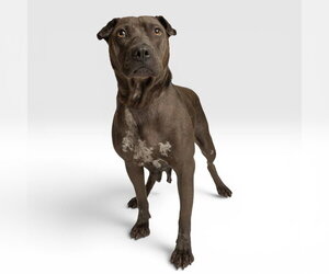 Chinese Shar-Pei-Unknown Mix Dogs for adoption in Rowlett, TX, USA