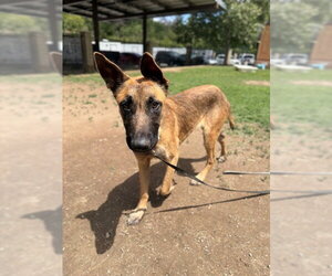 German Shepherd Dog Dogs for adoption in Riverside, CA, USA