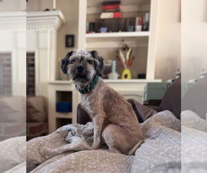 Shih Tzu-Unknown Mix Dogs for adoption in Raleigh, NC, USA