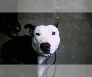 American Pit Bull Terrier-Bull Terrier Mix Dogs for adoption in Tulsa, OK, USA