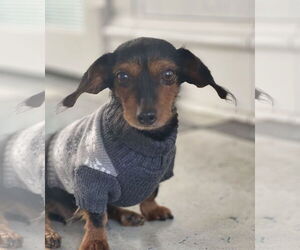 Dachshund Dogs for adoption in Monkton, MD, USA