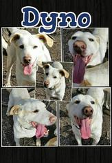 Labrador Retriever-Unknown Mix Dogs for adoption in Blacksburg, SC, USA