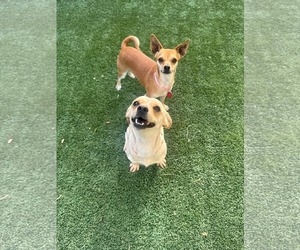 Chihuahua Dogs for adoption in Phoenix, AZ, USA