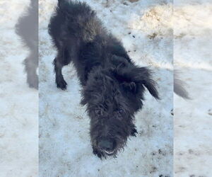 Labradoodle Dogs for adoption in Minneapolis, MN, USA