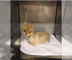 Pomeranian Dogs for adoption in Pawtucket, RI, USA
