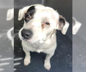 Chihuahua-Unknown Mix Dogs for adoption in San Antonio, TX, USA