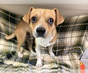 Puggle Dogs for adoption in HESPERIA, CA, USA