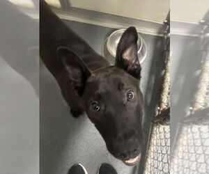 Labrador Retriever-Unknown Mix Dogs for adoption in Glen Allen, VA, USA