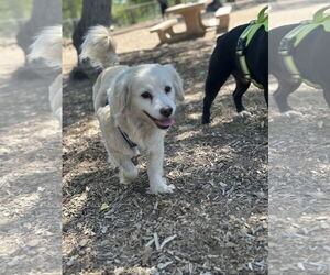 Cockeranian Dogs for adoption in Imperial Beach, CA, USA