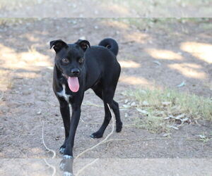 Pugapoint Dogs for adoption in El Centro, CA, USA