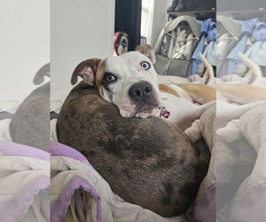 Catahoula Leopard Dog-Unknown Mix Dogs for adoption in New Orleans, LA, USA