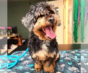 Shih-Poo Dogs for adoption in Long Beach, CA, USA