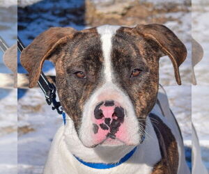 Bulloxer Dogs for adoption in Huntley, IL, USA