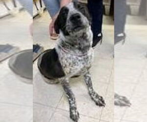 Mutt Dogs for adoption in Mt. Laurel, NJ, USA