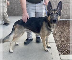 German Shepherd Dog Dogs for adoption in Jackson, CA, USA
