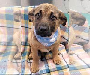 German Shepherd Dog-Unknown Mix Dogs for adoption in Tampa, FL, USA