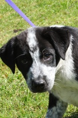 Sheprador Dogs for adoption in New Iberia, LA, USA