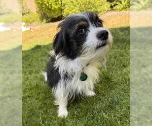 Maltese-Unknown Mix Dogs for adoption in Bellevue, WA, USA
