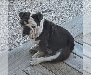 Bulldog-Unknown Mix Dogs for adoption in Princeton, MN, USA