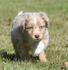 Border-Aussie Dogs for adoption in Mechanicsburg, PA, USA