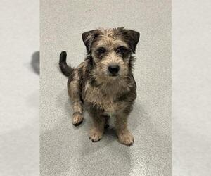 Poodle (Miniature)-Unknown Mix Dogs for adoption in San Martin, CA, USA