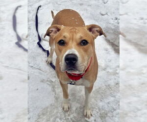 Mutt Dogs for adoption in Boston, MA, USA