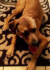 Rhodesian Ridgeback-Unknown Mix Dogs for adoption in Fort Lauderdale, FL, USA