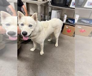 Siberian Husky-Unknown Mix Dogs for adoption in Forestville, MD, USA