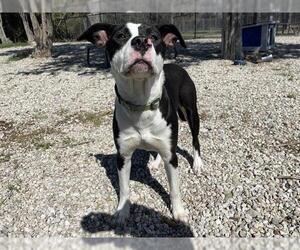 American Pit Bull Terrier Dogs for adoption in Waco, TX, USA