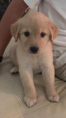 Medium Photo #1 Golden Labrador Puppy For Sale in Royal Palm Beach, FL, USA