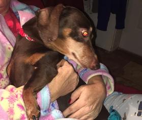 Dachshund Dogs for adoption in Marcellus, MI, USA