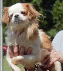 Pekingese Dogs for adoption in Columbus, GA, USA