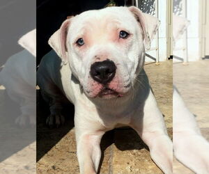 Medium Photo #3 American Pit Bull Terrier-American Staffordshire Terrier Mix Puppy For Sale in Staten Island, NY, USA