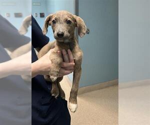 Mutt Dogs for adoption in Newton, NC, USA