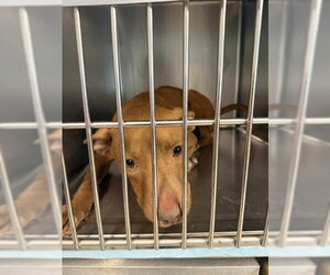 American Staffordshire Terrier Dogs for adoption in Tallahassee, FL, USA