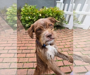 Pekingese-Unknown Mix Dogs for adoption in Westwood, NJ, USA