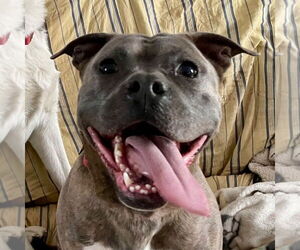 Bullboxer Pit Dogs for adoption in Canton, CT, USA