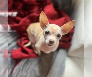 Chihuahua Dogs for adoption in Boston, MA, USA