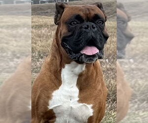 Boxer Dogs for adoption in  Katy, TX, USA