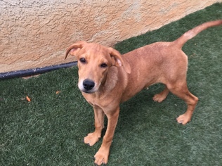 Redbone Coonhound Dogs for adoption in Menifee, CA, USA